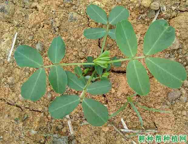 种植花生为什么要炼苗和清棵呢(种植花生为什么要炼苗和清棵种子)